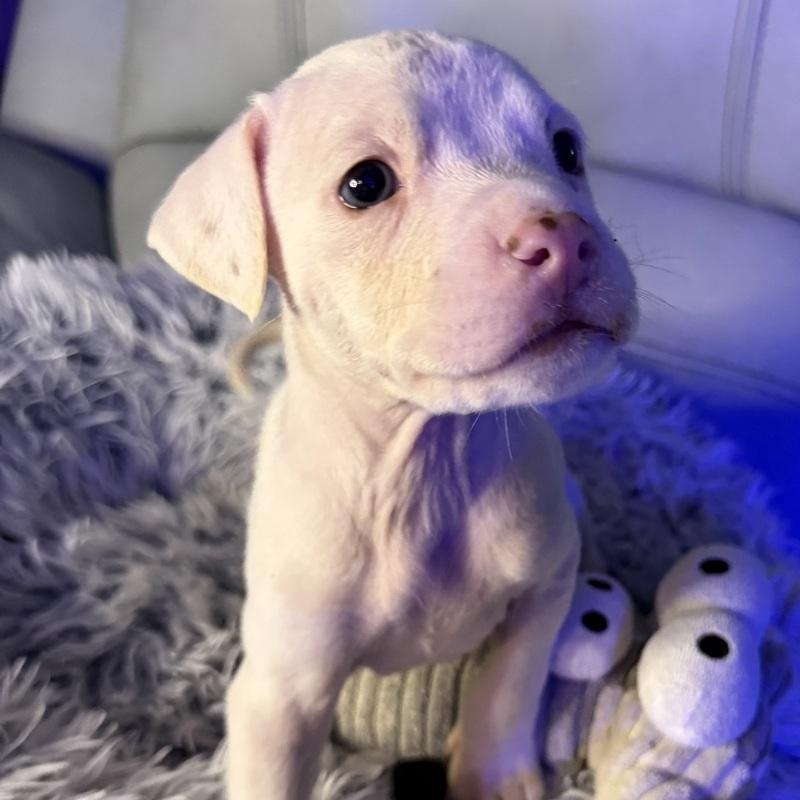 Enlarge Giacomo, a Adoptable American Bully in Harrisburg , PA image 4/5