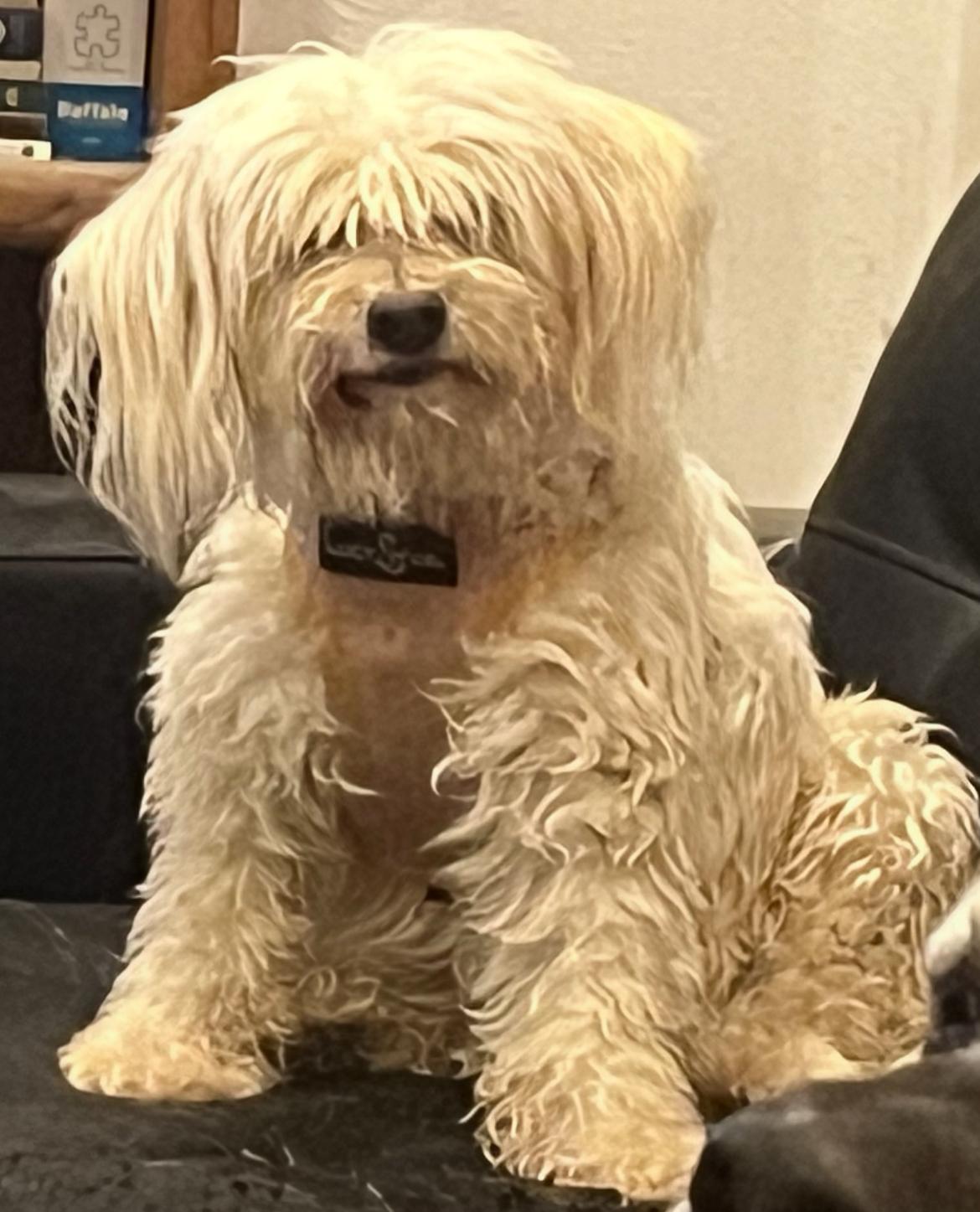 Enlarge Tofu, a Adoptable mixed breed in Longmont, CO image 1/1