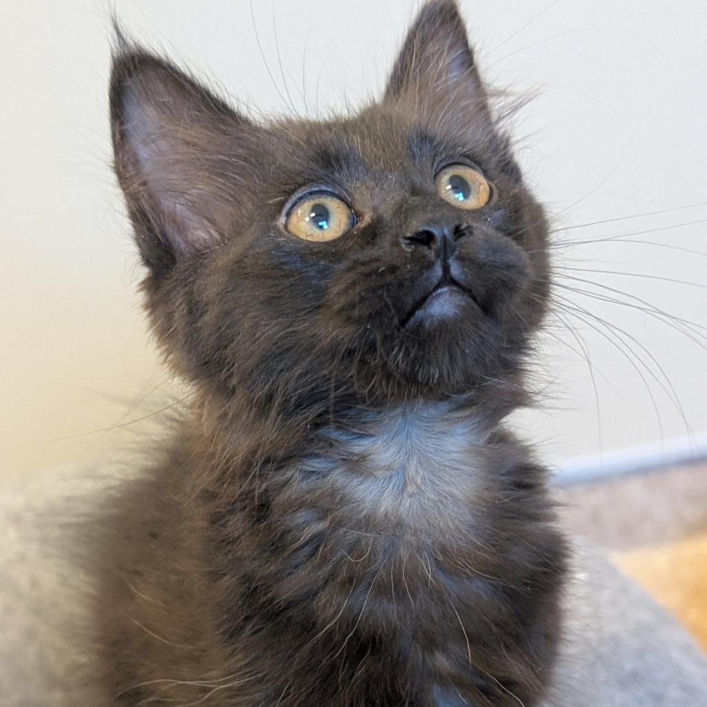 Macy, a Adoptable Domestic Medium Hair in Sonoma, CA image 1/3