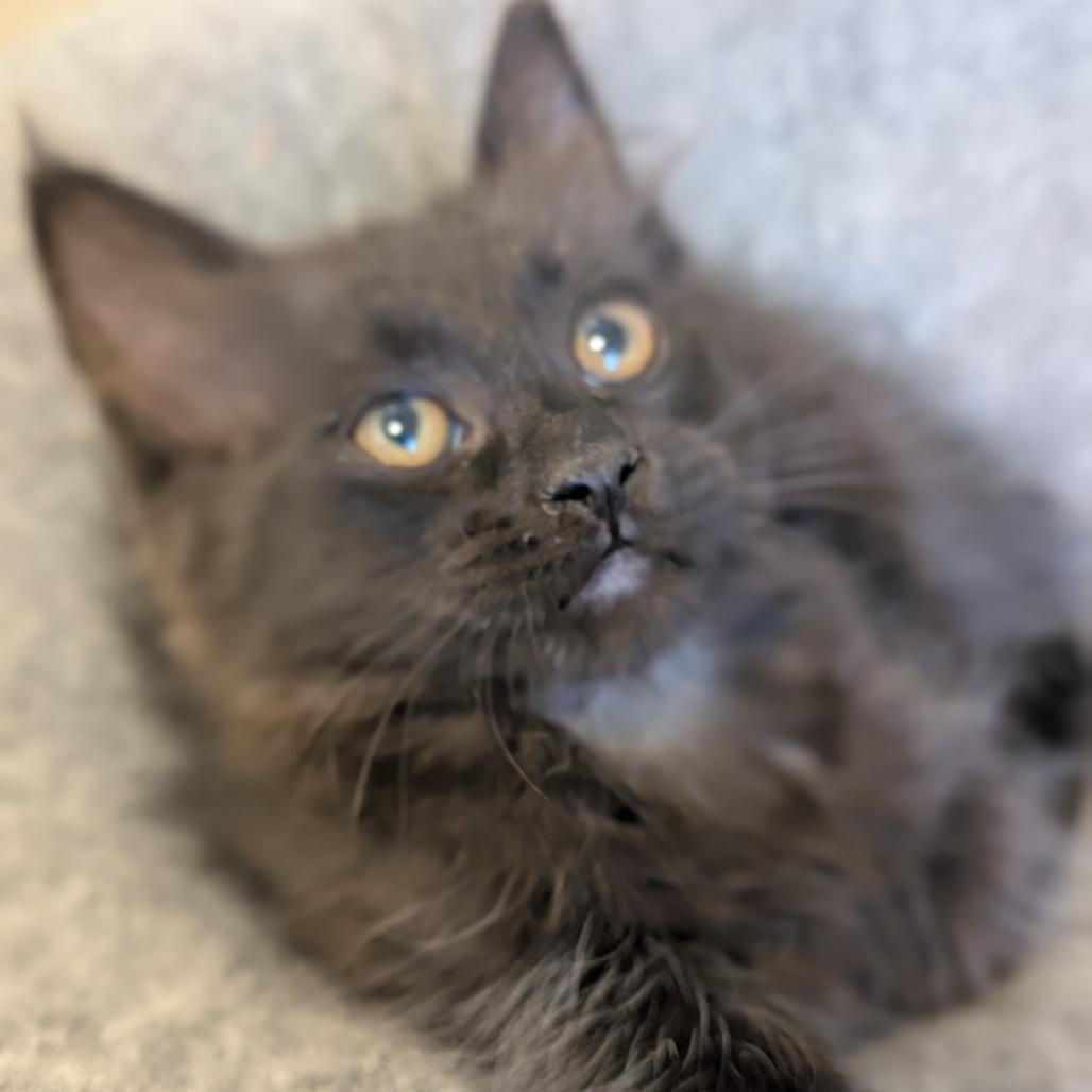Macy, a Adoptable Domestic Medium Hair in Sonoma, CA image 2/3