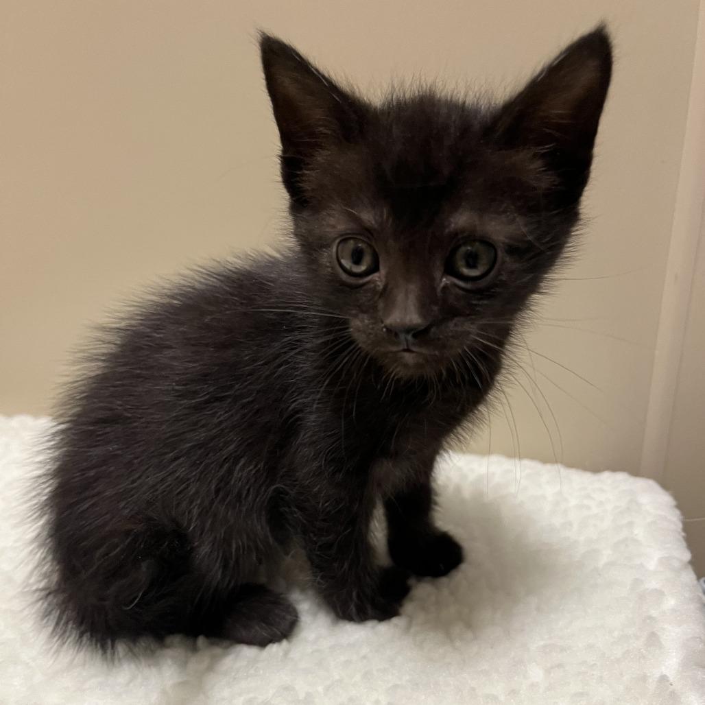 Macy, a Adoptable Domestic Medium Hair in Sonoma, CA image 3/3