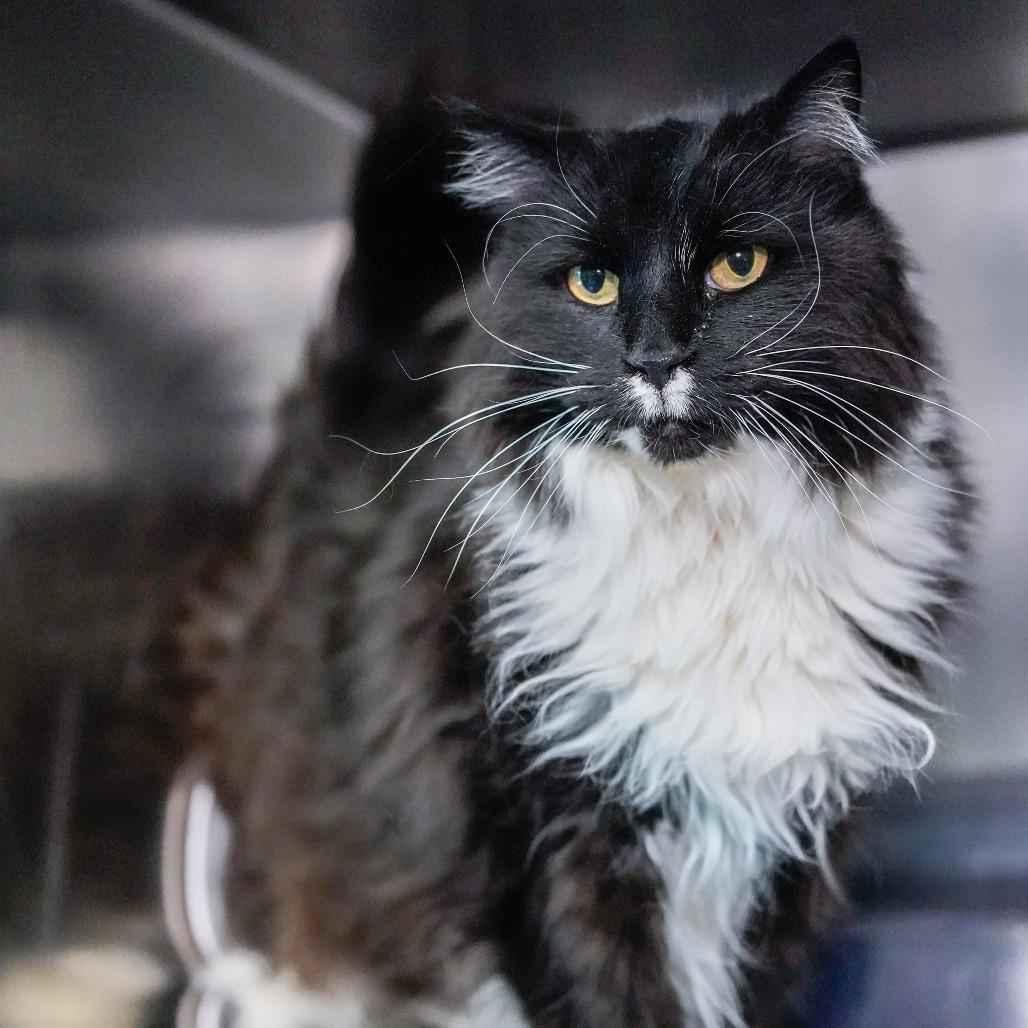 Enlarge Andy, a Adoptable Domestic Long Hair in Thomaston, ME image 1/1