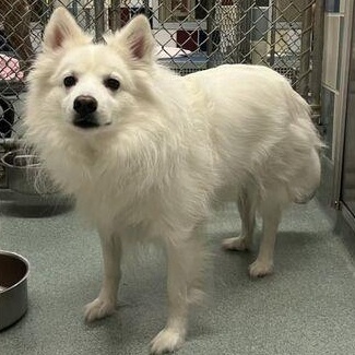 Magnus, a Adoptable American Eskimo Dog in Houston, TX image 4/5