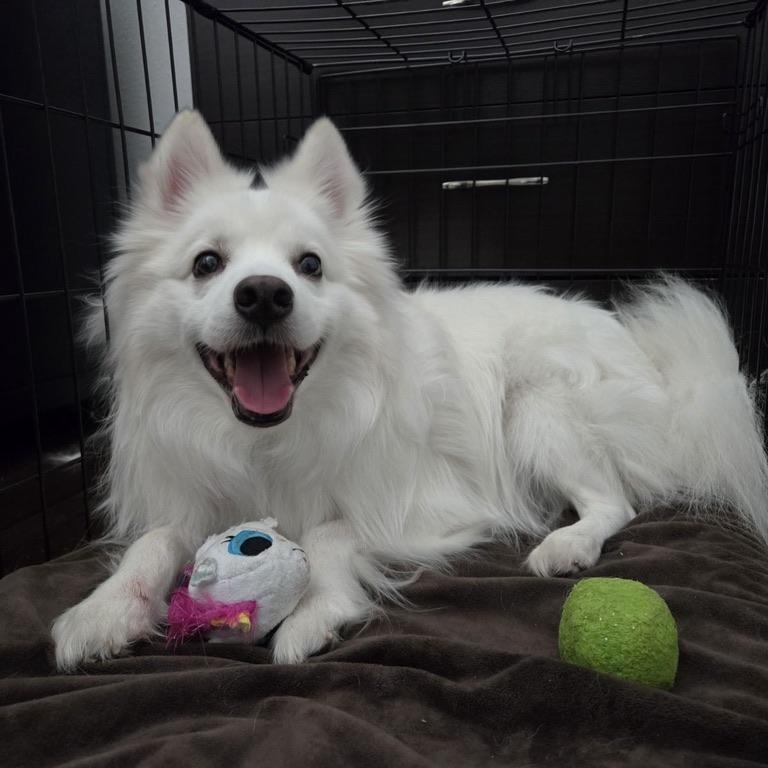 Magnus, Adoptable, Adult Male American Eskimo Dog.