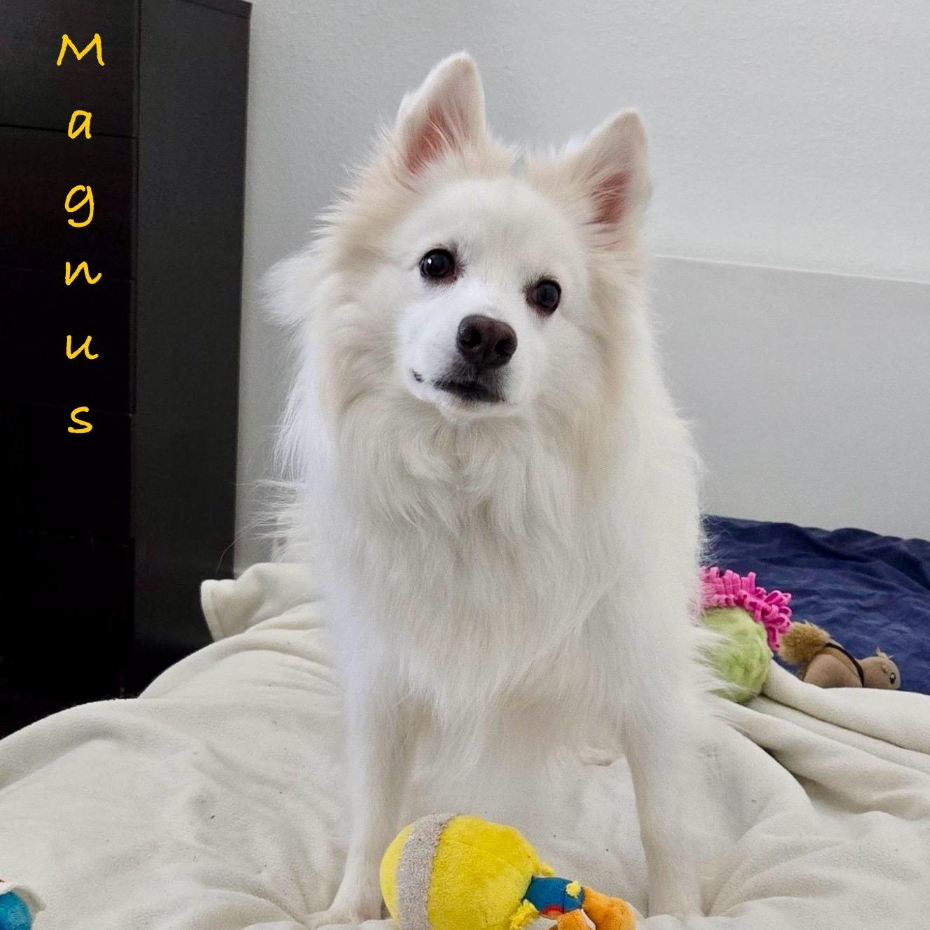 Magnus, a Adoptable American Eskimo Dog in Houston, TX image 2/5