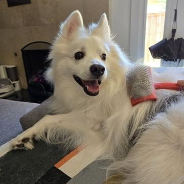 Magnus, a Adoptable American Eskimo Dog in Houston, TX image 5/5