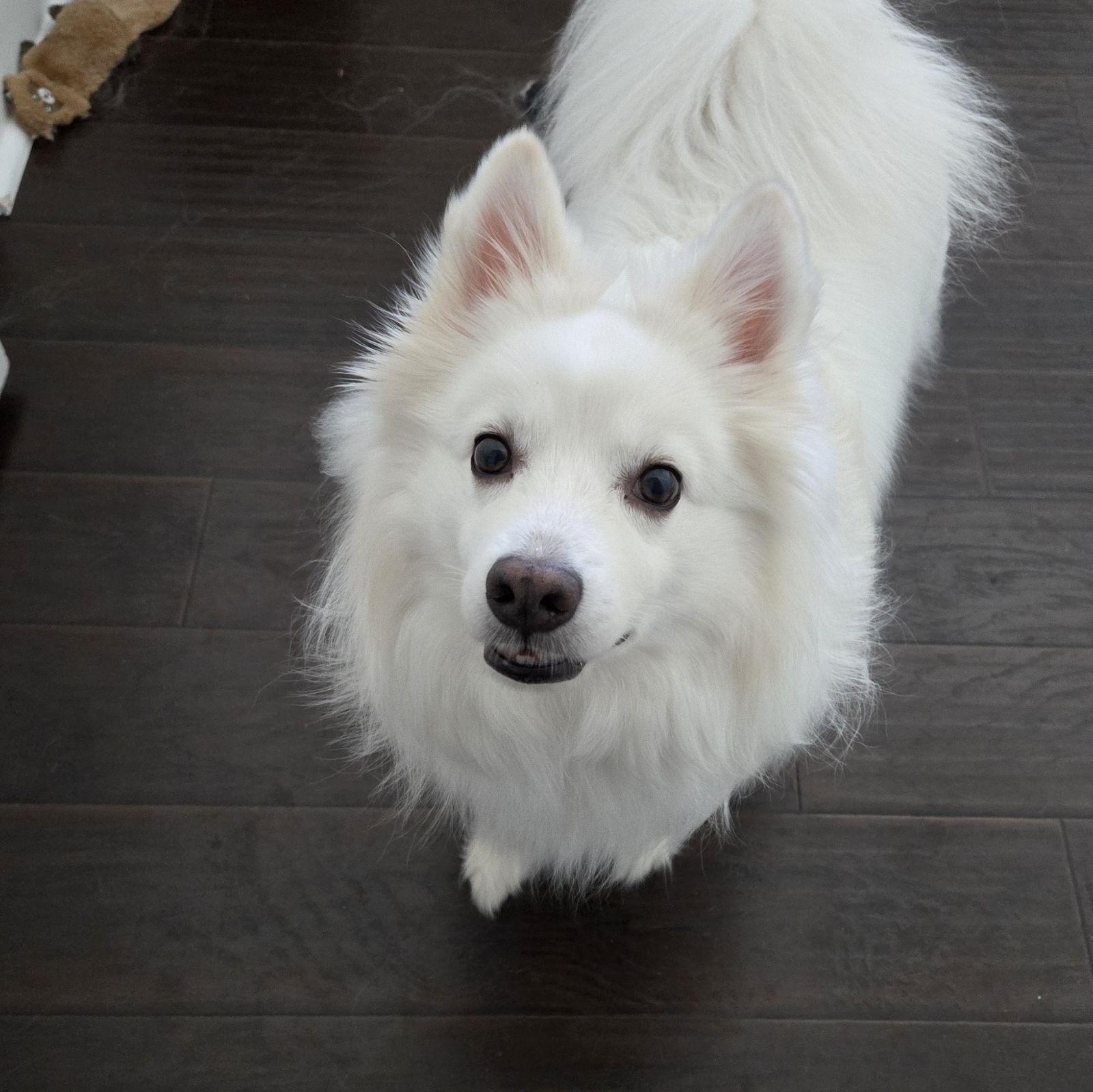 Magnus, a Adoptable American Eskimo Dog in Houston, TX image 3/5