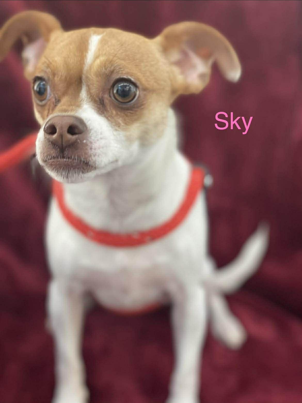 Enlarge SKY, a ADOPTABLE mixed breed in Madisonville, LA image 4/6