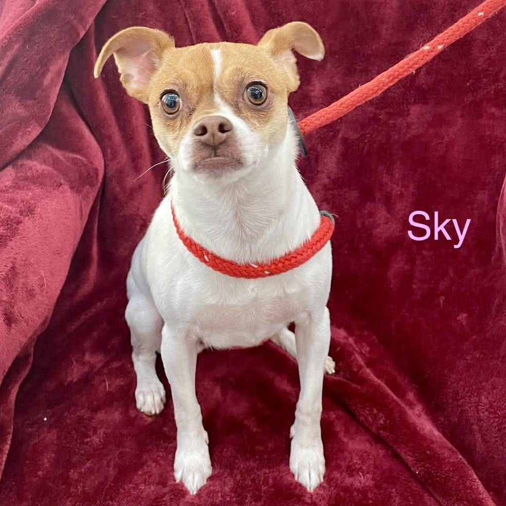 SKY, ADOPTABLE, Adult Female Chihuahua & Jack Russell Terrier.