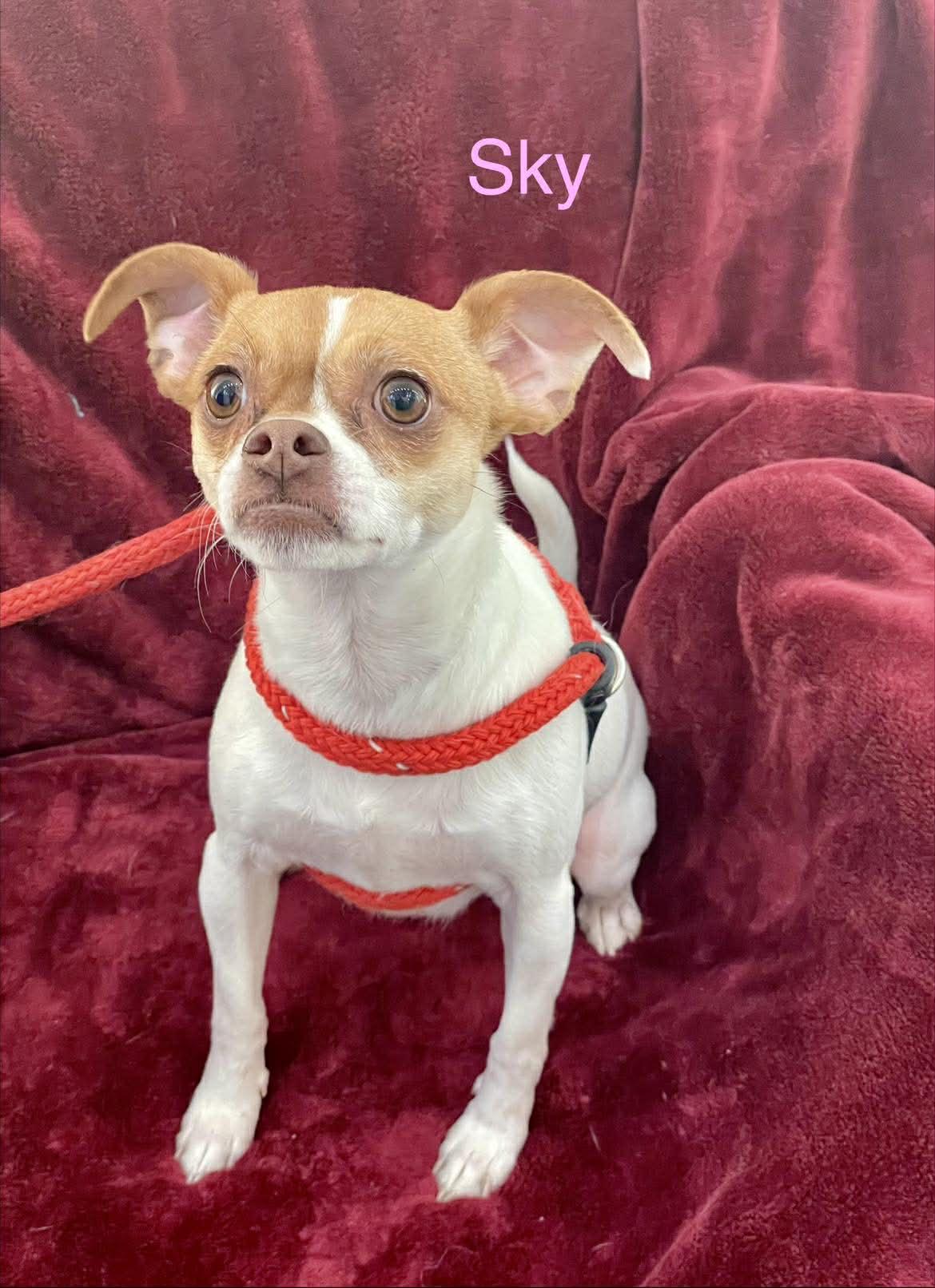 Enlarge SKY, a ADOPTABLE mixed breed in Madisonville, LA image 3/6