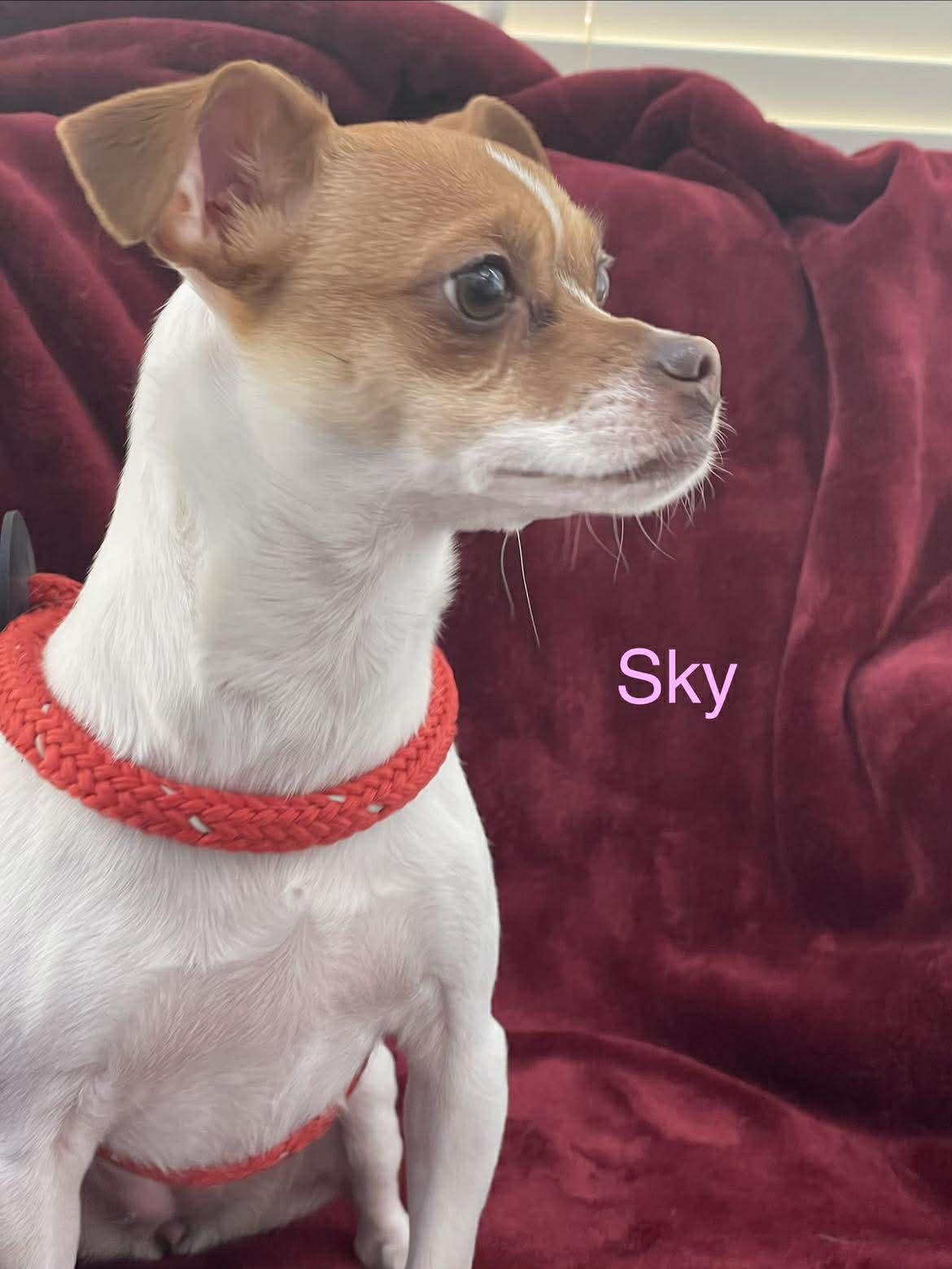 Enlarge SKY, a ADOPTABLE mixed breed in Madisonville, LA image 5/6