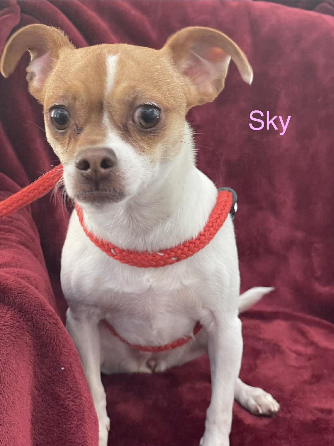 Enlarge SKY, a ADOPTABLE mixed breed in Madisonville, LA image 6/6