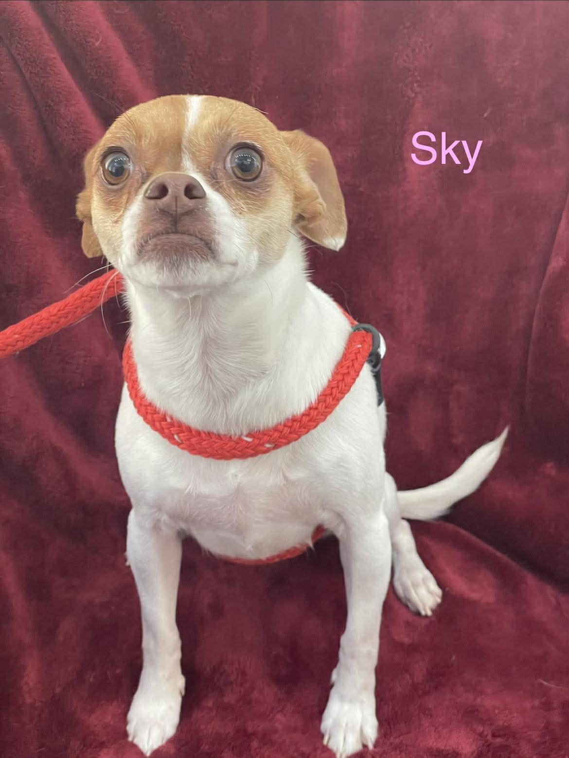 Enlarge SKY, a ADOPTABLE mixed breed in Madisonville, LA image 2/6