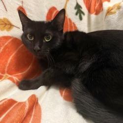 Enlarge Truffle, a Adoptable Domestic Short Hair in Brea, CA image 2/6