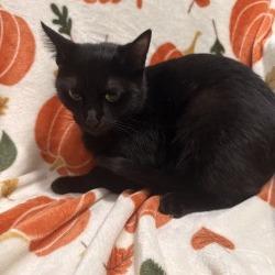 Truffle, a Adoptable Domestic Short Hair in Brea, CA image 3/6