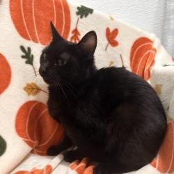 Enlarge Truffle, a Adoptable Domestic Short Hair in Brea, CA image 3/6