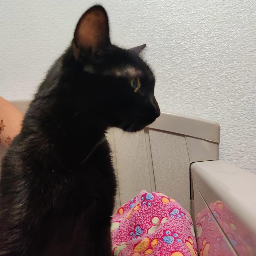 Truffle, a Adoptable Domestic Short Hair in Brea, CA image 4/6