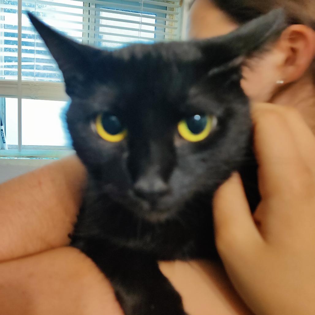 Truffle, a Adoptable Domestic Short Hair in Brea, CA image 5/6