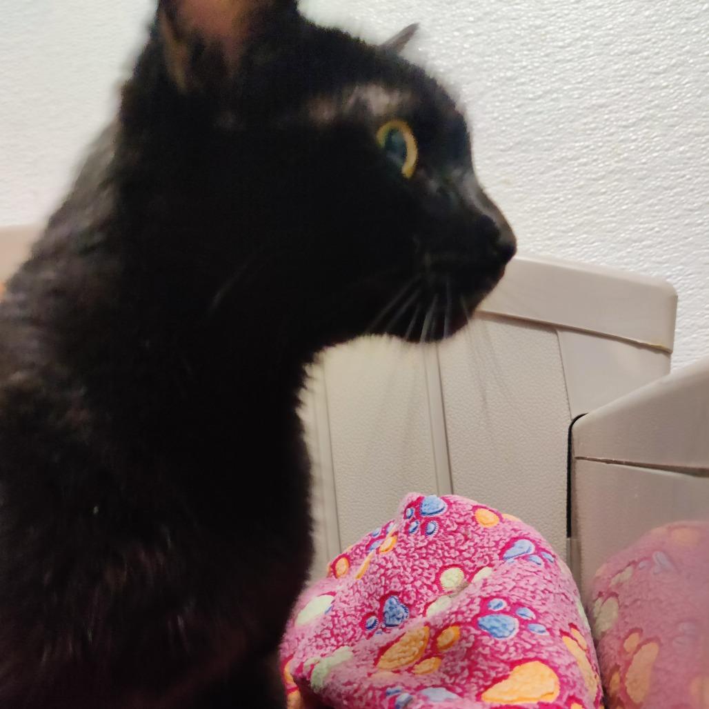 Truffle, a Adoptable Domestic Short Hair in Brea, CA image 6/6