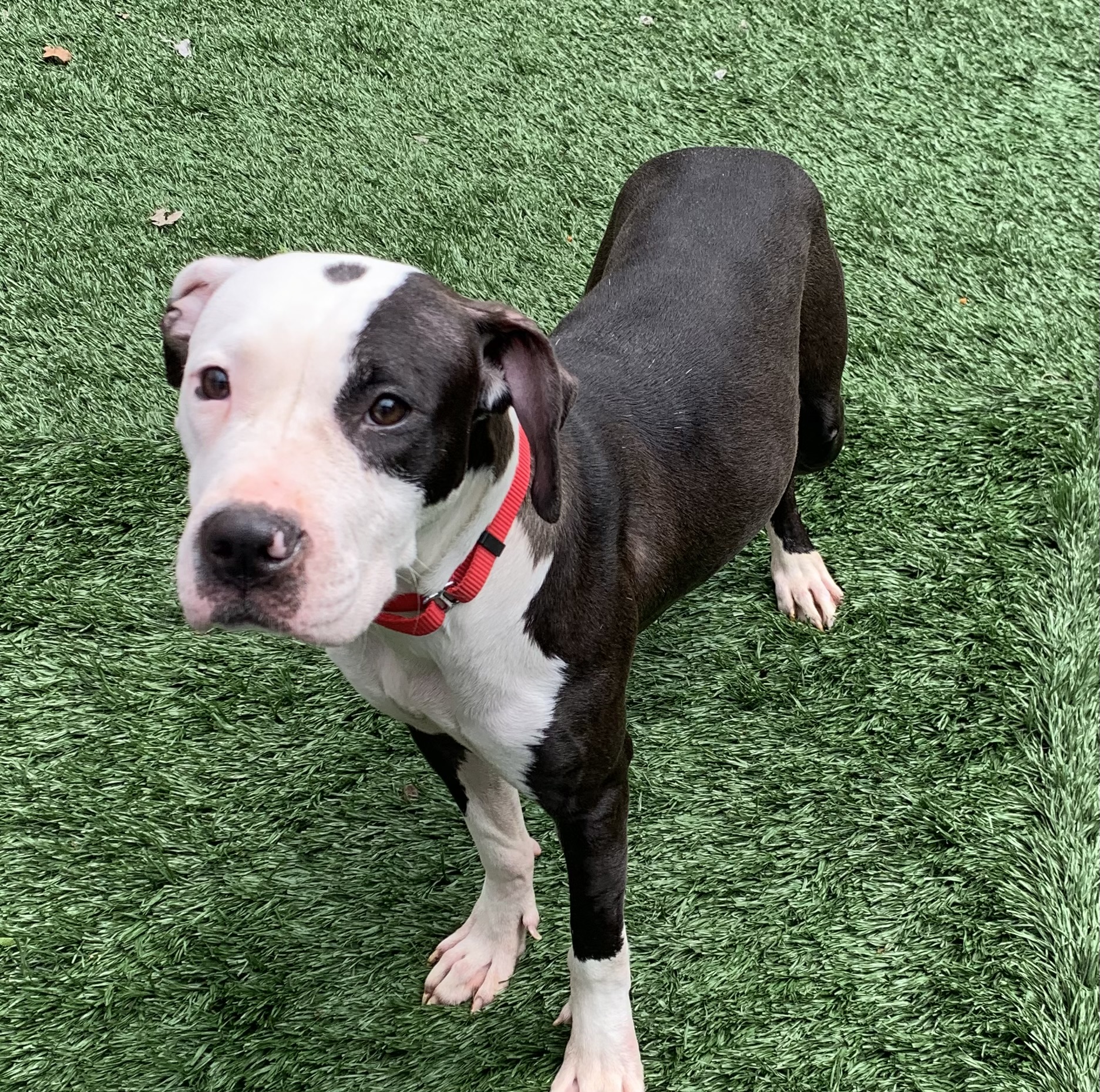 Enlarge Lenore, a Adopted Mixed Breed in McKeesport, PA image 6/6