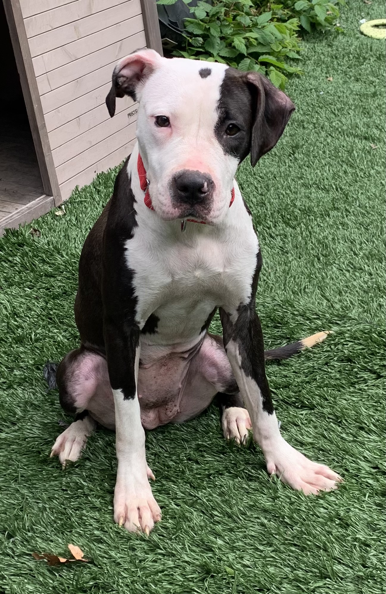 Enlarge Lenore, a Adopted Mixed Breed in McKeesport, PA image 4/6