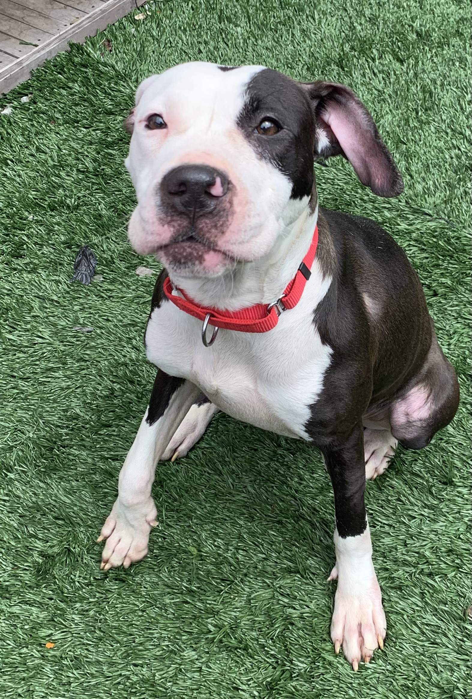 Enlarge Lenore, a Adopted Mixed Breed in McKeesport, PA image 3/6