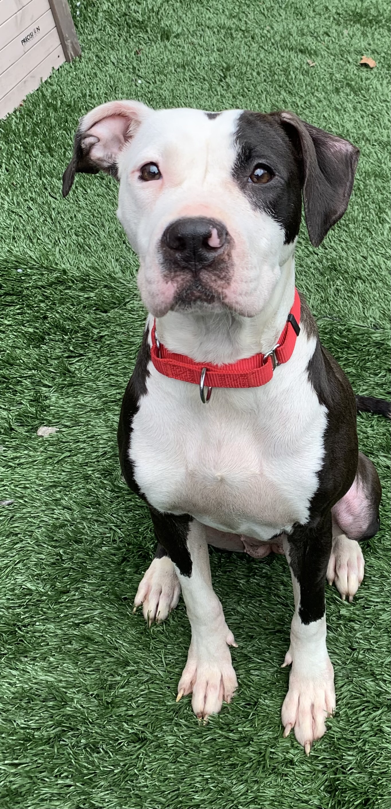 Enlarge Lenore, a Adopted Mixed Breed in McKeesport, PA image 1/6