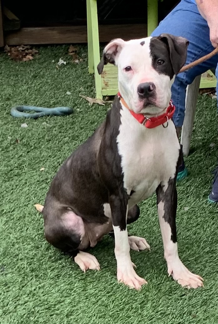 Enlarge Lenore, a Adopted Mixed Breed in McKeesport, PA image 5/6