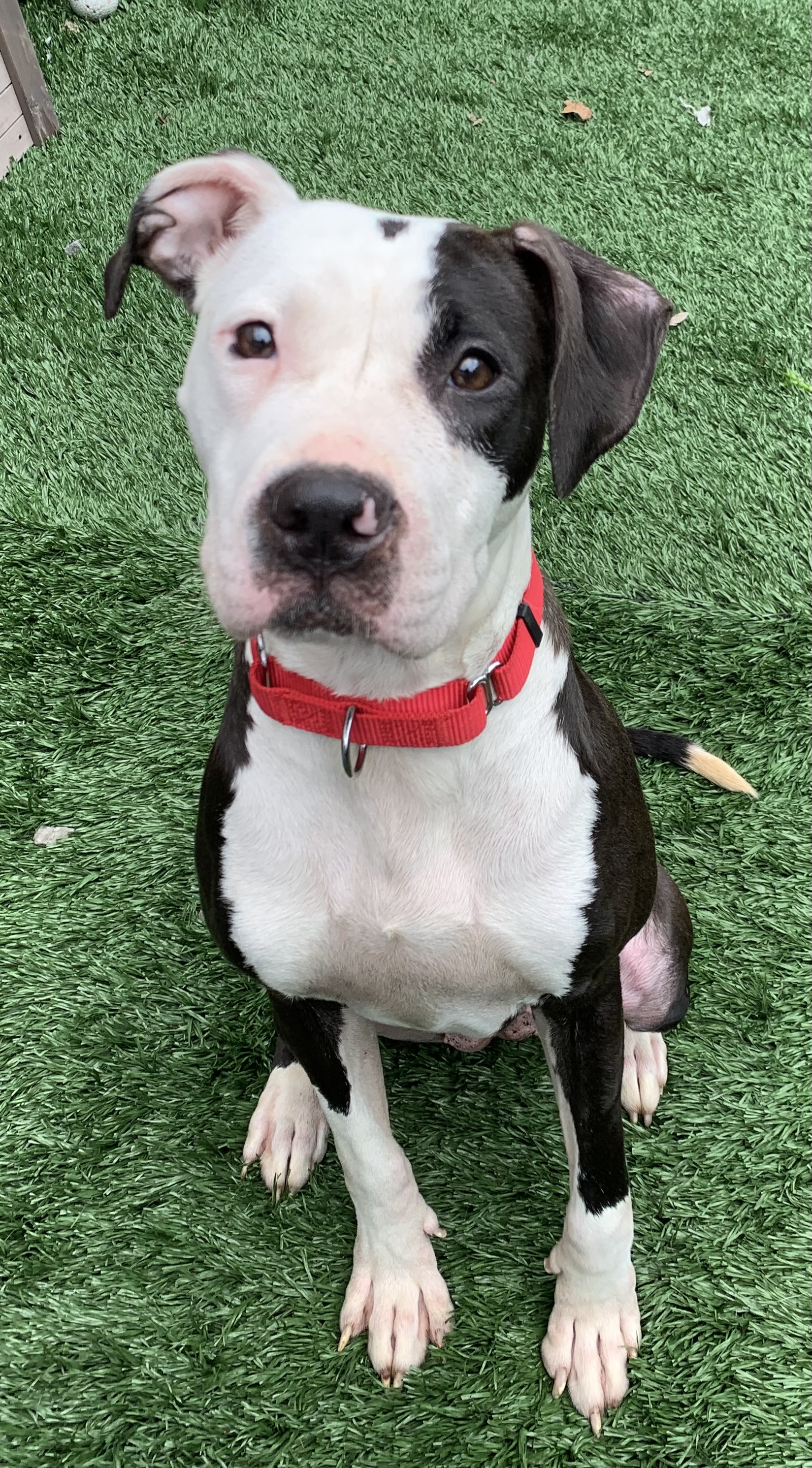 Enlarge Lenore, a Adopted Mixed Breed in McKeesport, PA image 2/6