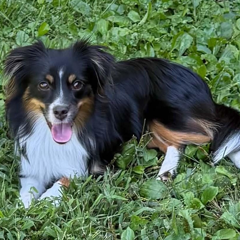Finn, Adoptable, Puppy Male Australian Shepherd.