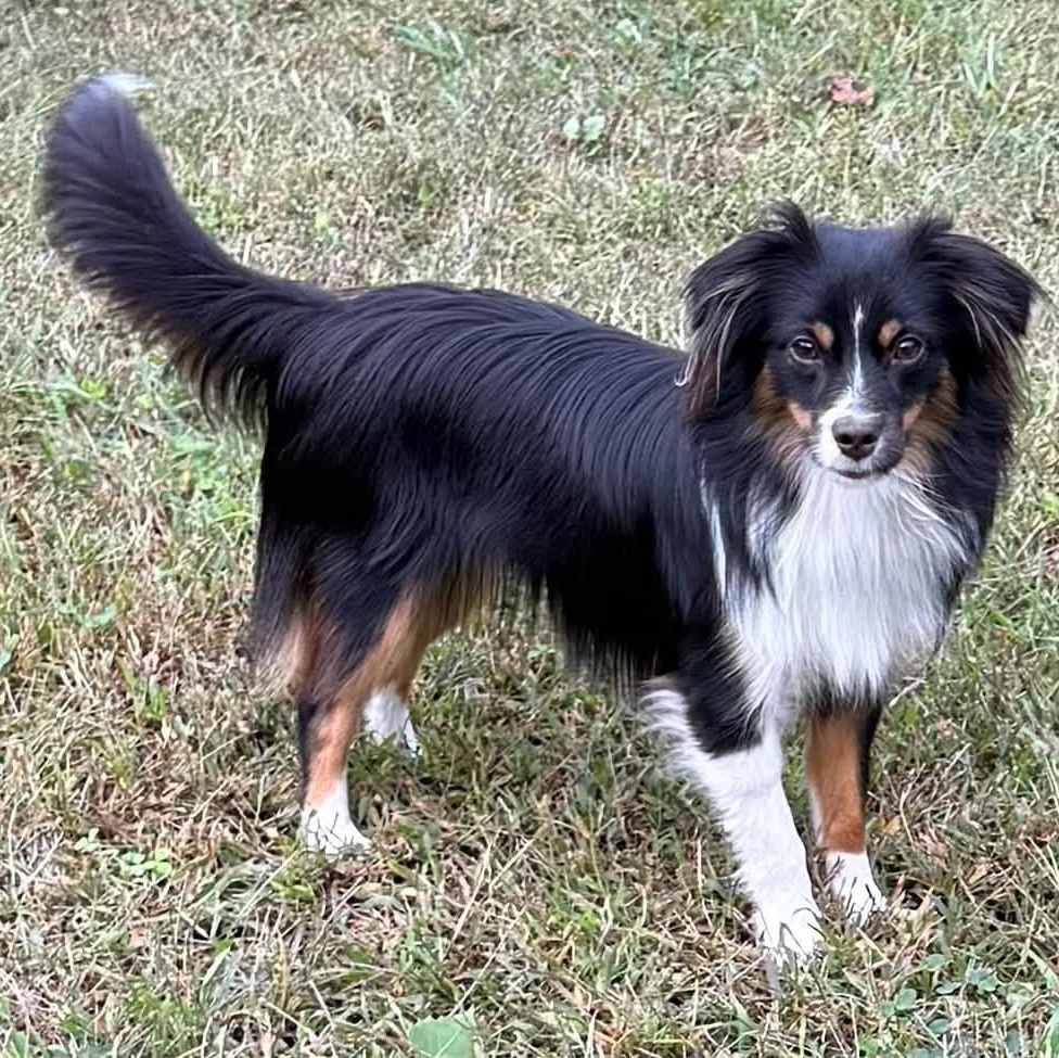 Enlarge Finn, a Adoptable mixed breed in Cherry Hill, NJ image 2/6
