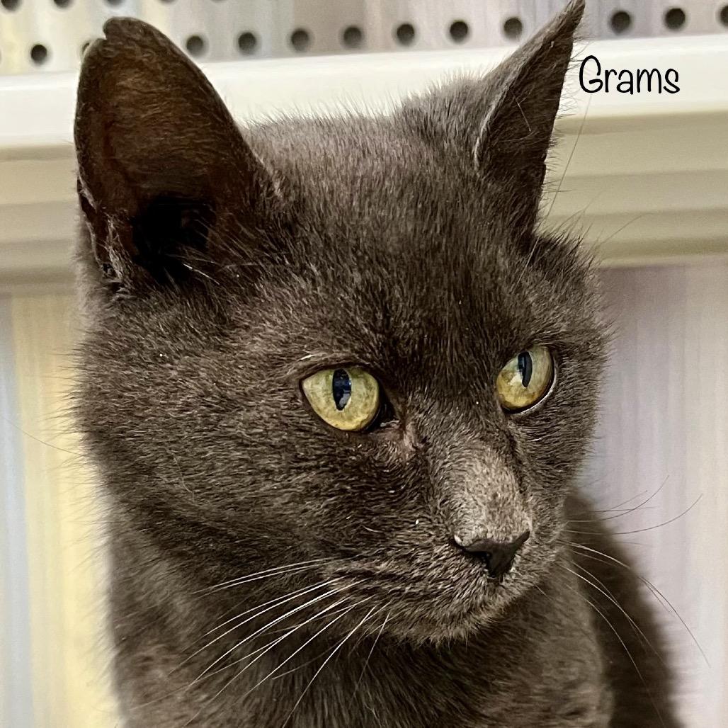 Grams, Adoptable, Senior Female Domestic Short Hair & Domestic Short Hair.