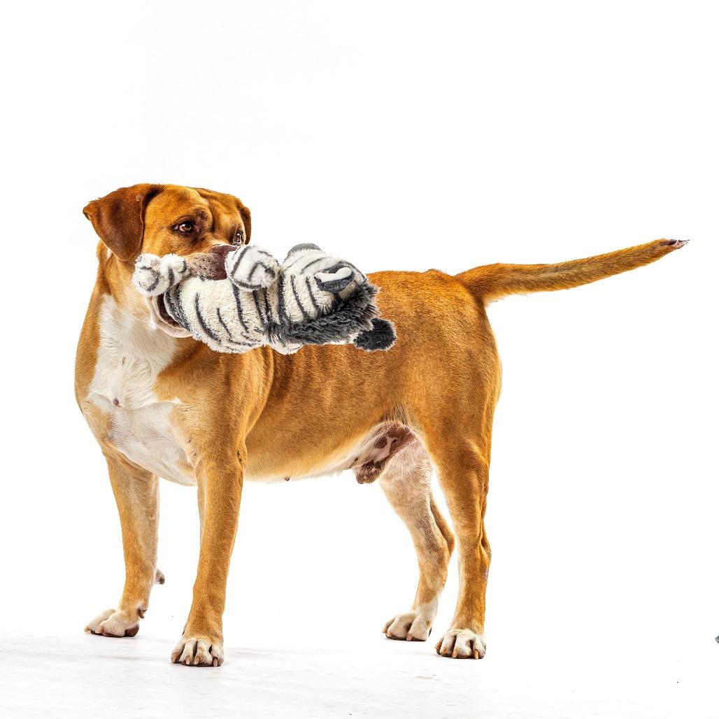 Knight, Adoptable, Senior Male Bullmastiff.