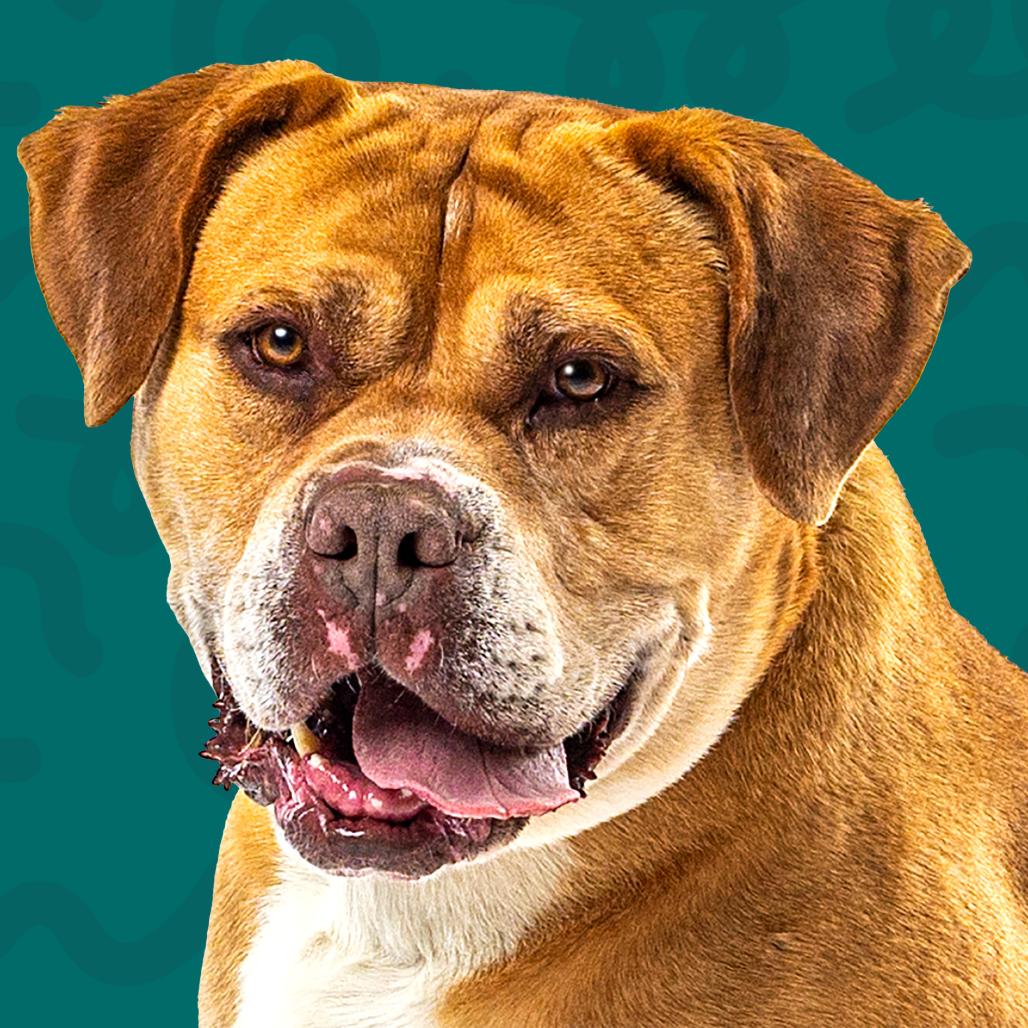 Enlarge Knight, a Adoptable Bullmastiff in Reno, NV image 2/6