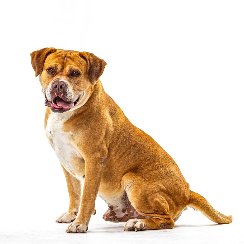 Enlarge Knight, a Adoptable Bullmastiff in Reno, NV image 3/6