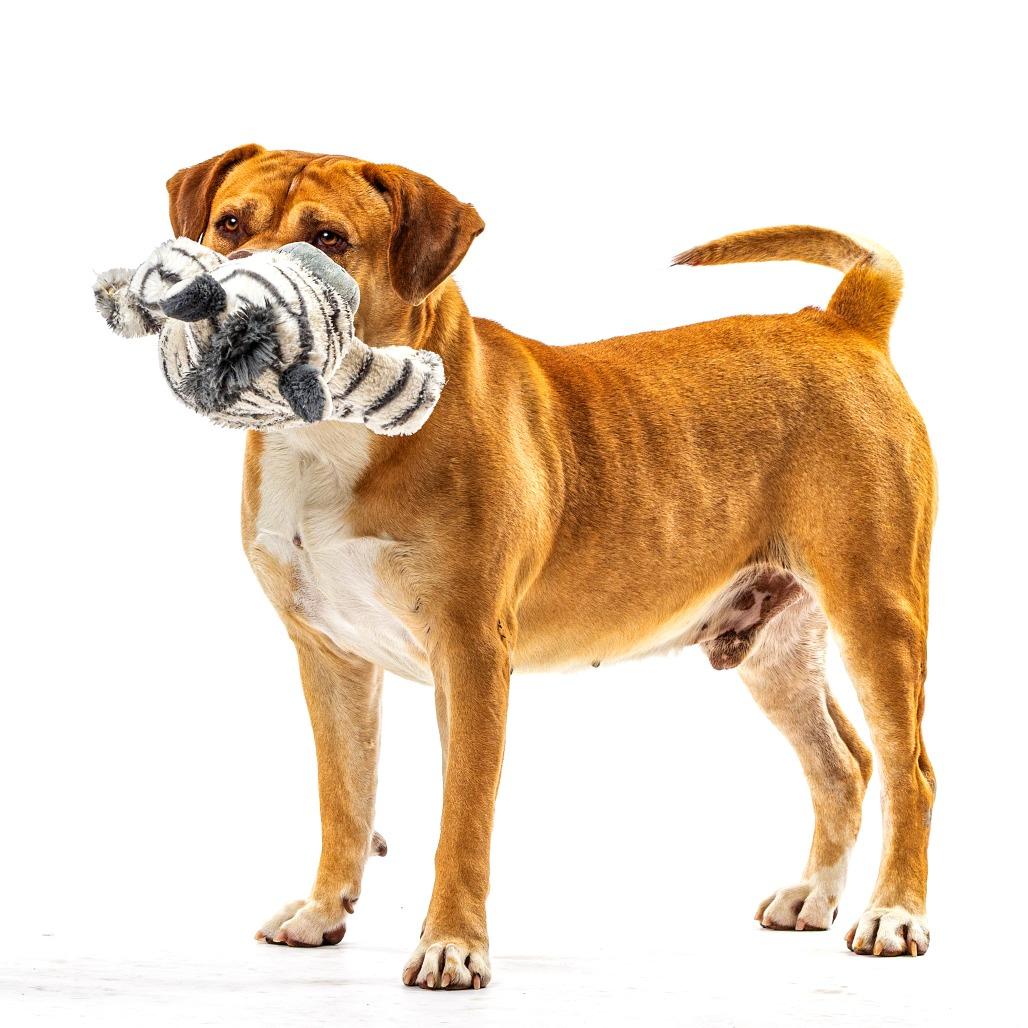 Enlarge Knight, a Adoptable Bullmastiff in Reno, NV image 5/6