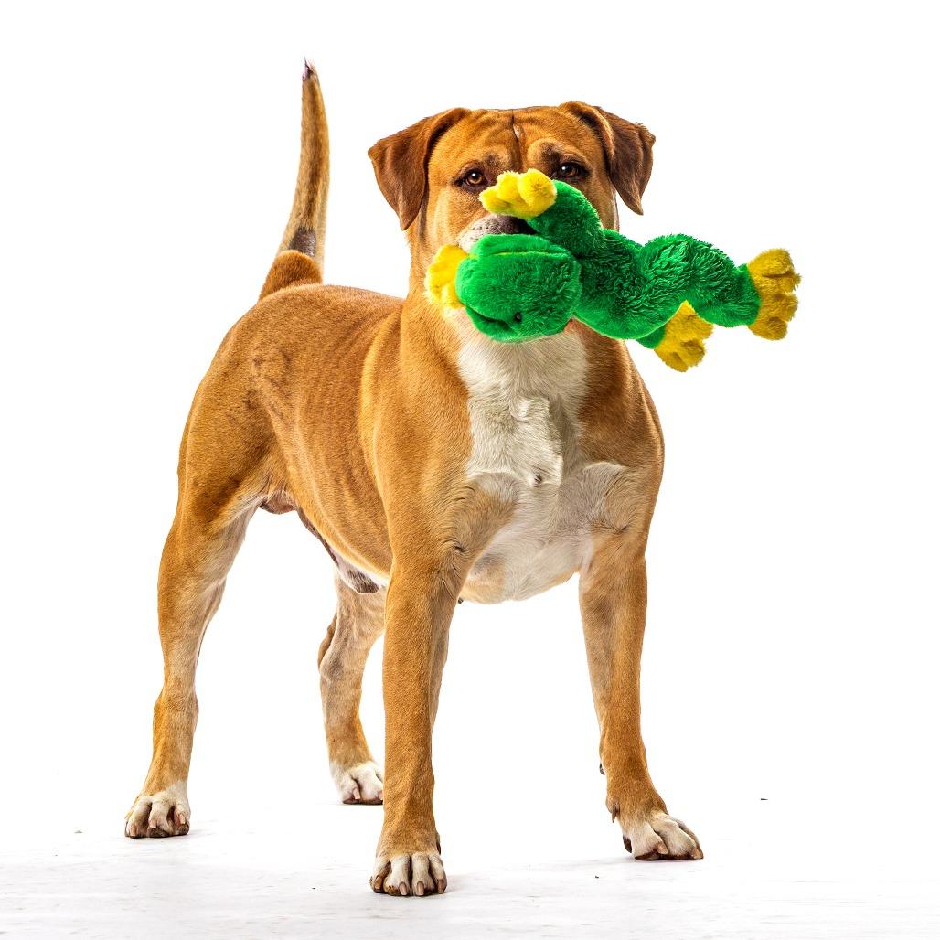 Enlarge Knight, a Adoptable Bullmastiff in Reno, NV image 6/6