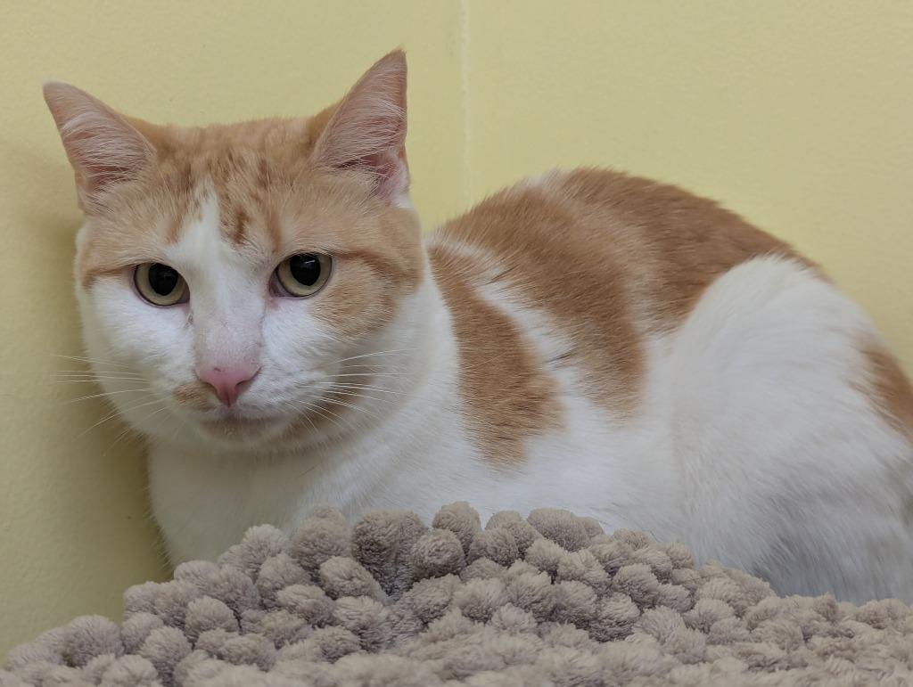 Enlarge ETTA, a Adoptable mixed breed in Muskegon, MI image 1/6