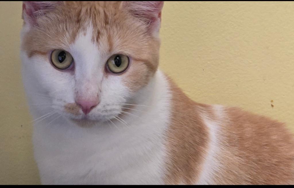 ETTA, Adoptable, Adult Female Domestic Short Hair.