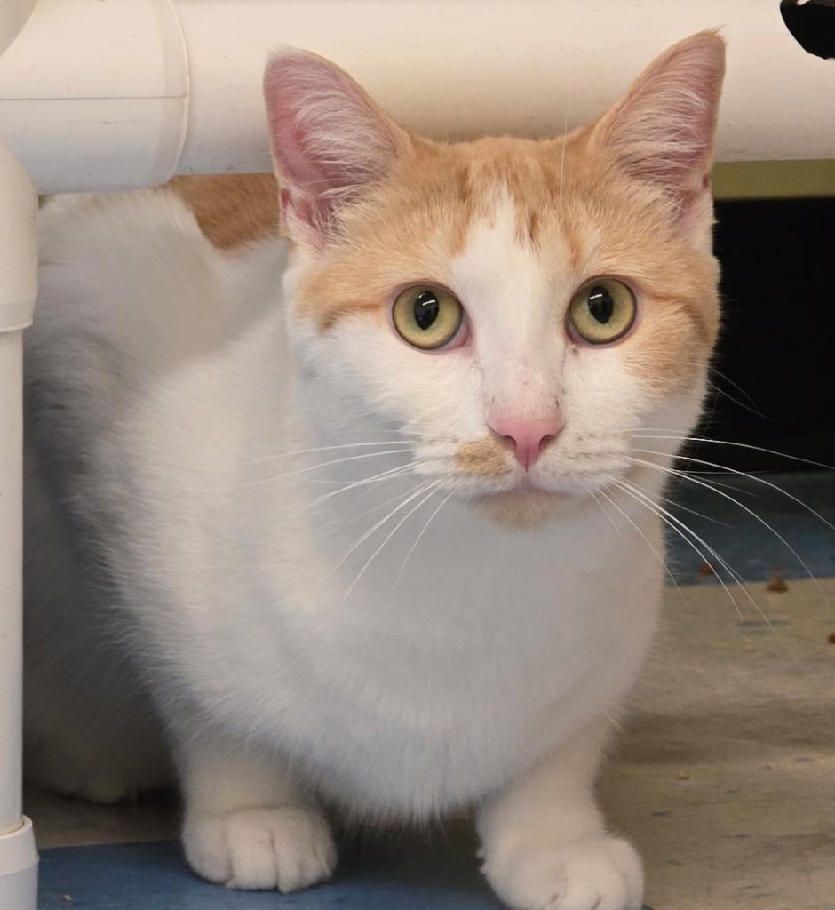 Enlarge ETTA, a Adoptable mixed breed in Muskegon, MI image 2/6