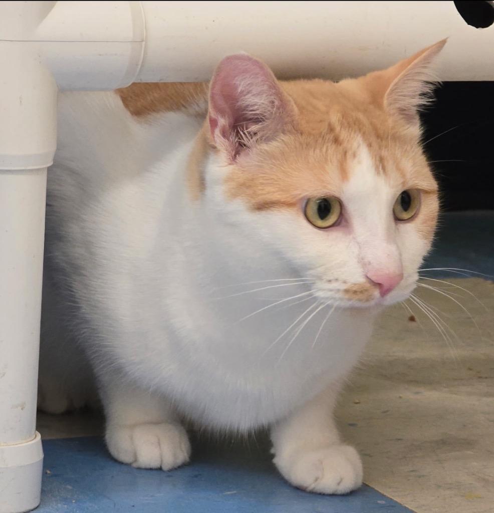 Enlarge ETTA, a Adoptable mixed breed in Muskegon, MI image 3/6