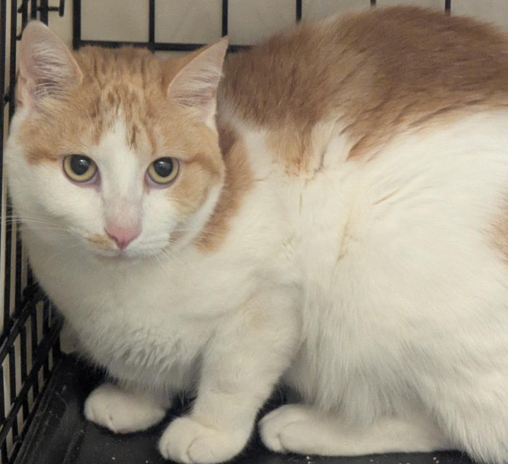 Enlarge ETTA, a Adoptable mixed breed in Muskegon, MI image 5/6