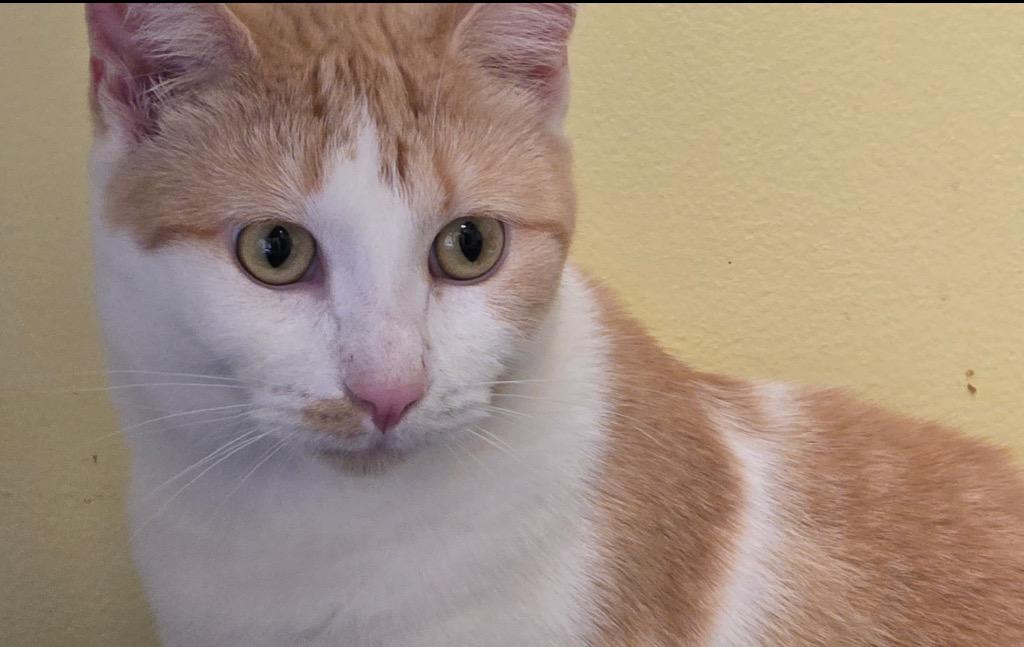 Enlarge ETTA, a Adoptable mixed breed in Muskegon, MI image 5/6