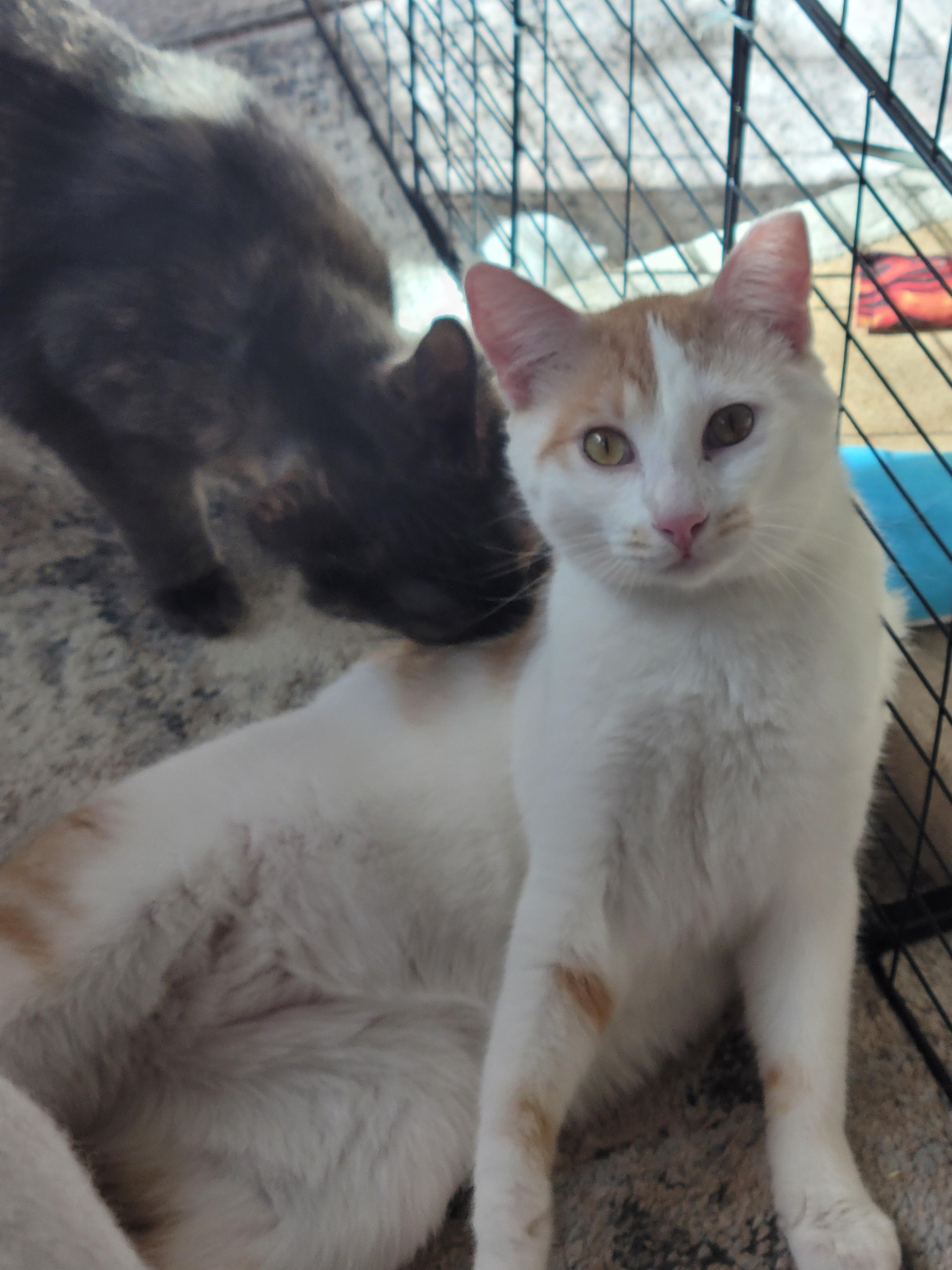 Enlarge Joji, a Adoptable mixed breed in San Jose, CA image 2/4