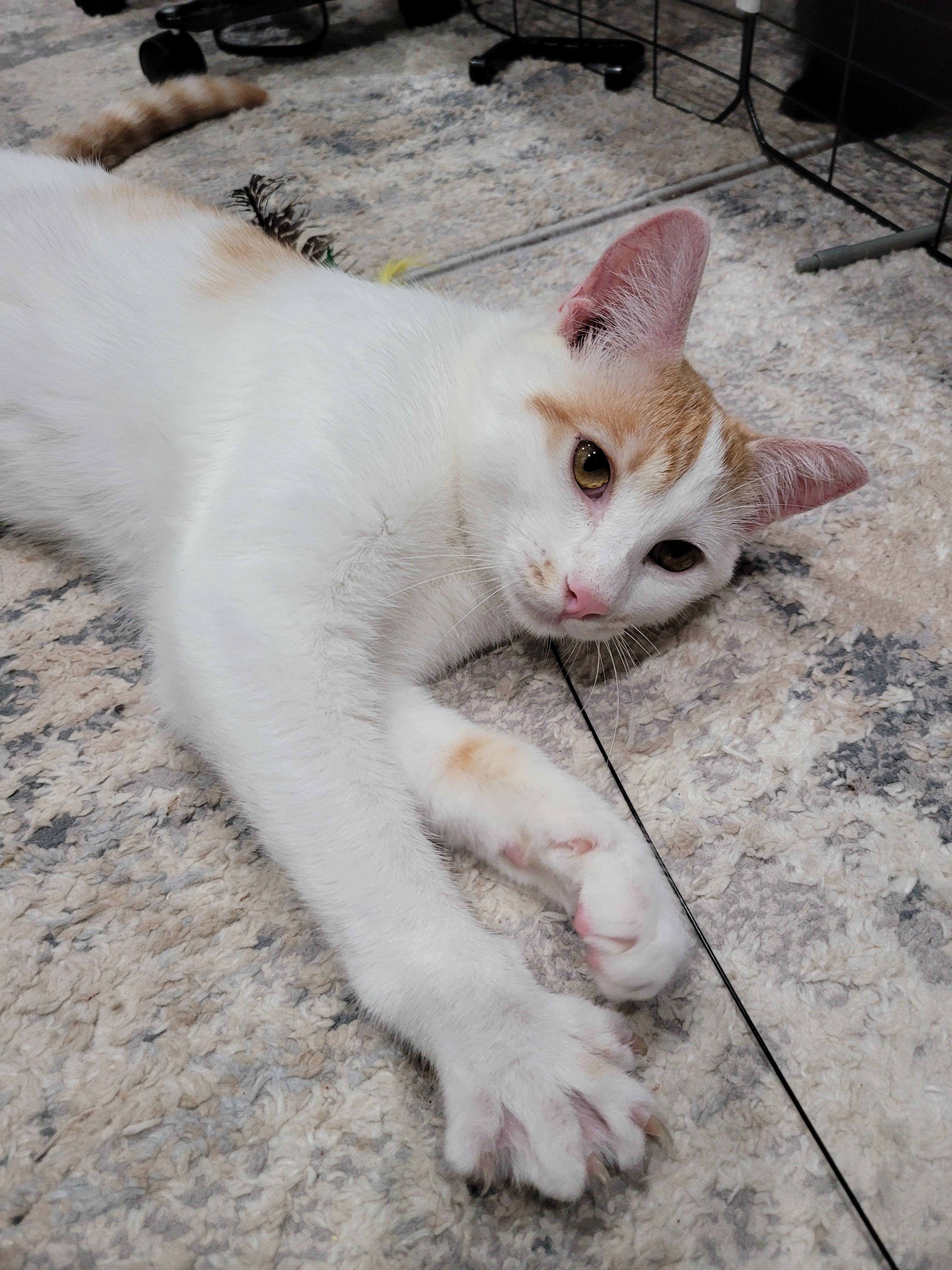 Enlarge Joji, a Adoptable mixed breed in San Jose, CA image 4/4