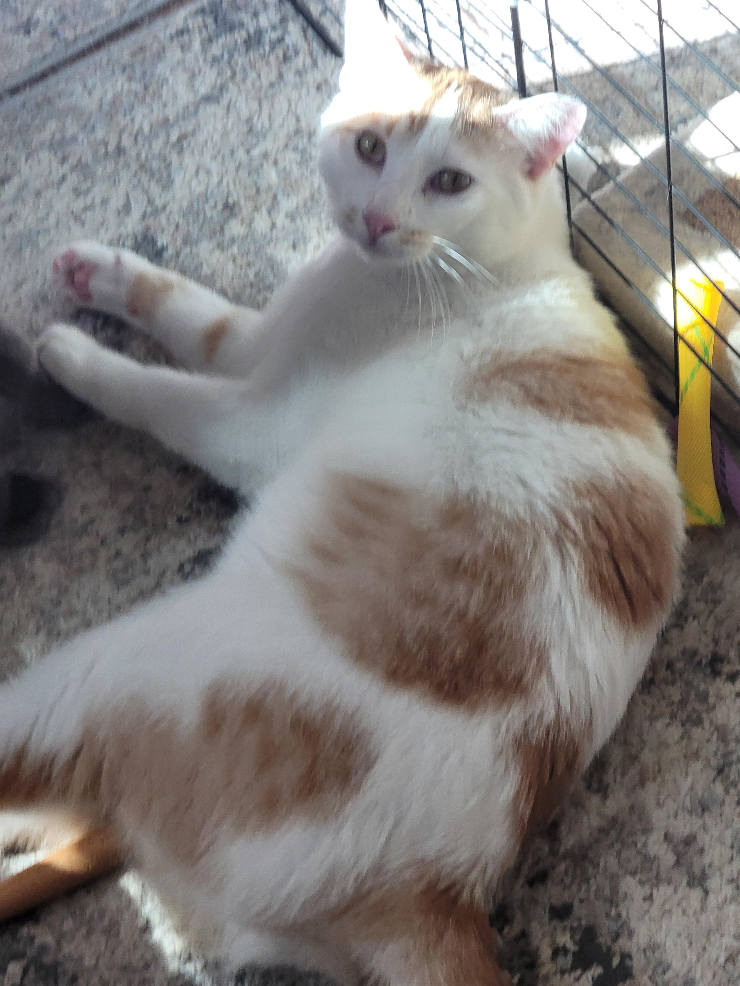 Joji, Adoptable, Young Male Domestic Short Hair & Turkish Van.