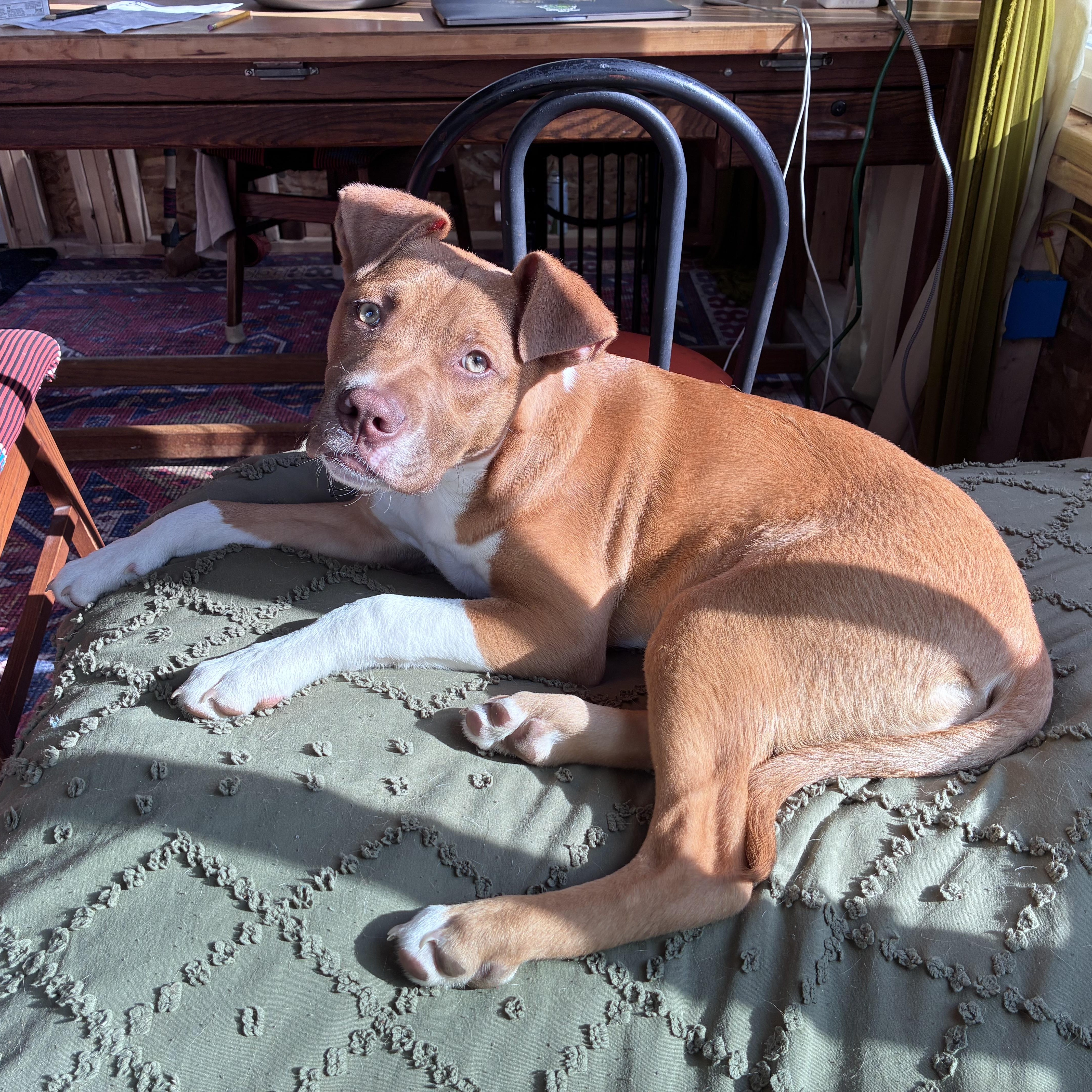 Enlarge Neutron Star, a Adoptable mixed breed in Portland, ME image 2/6