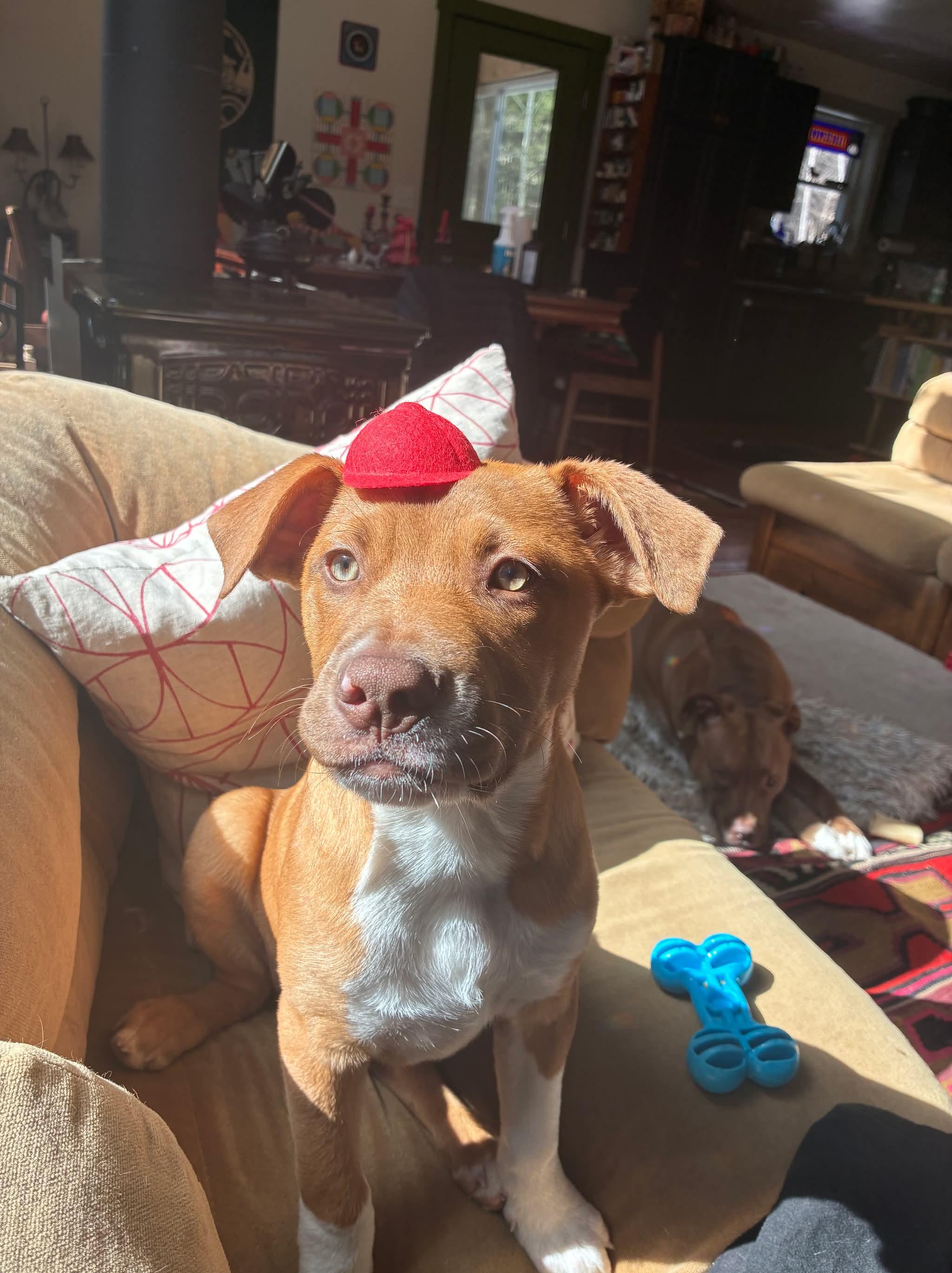 Enlarge Neutron Star, a Adoptable mixed breed in Portland, ME image 6/6