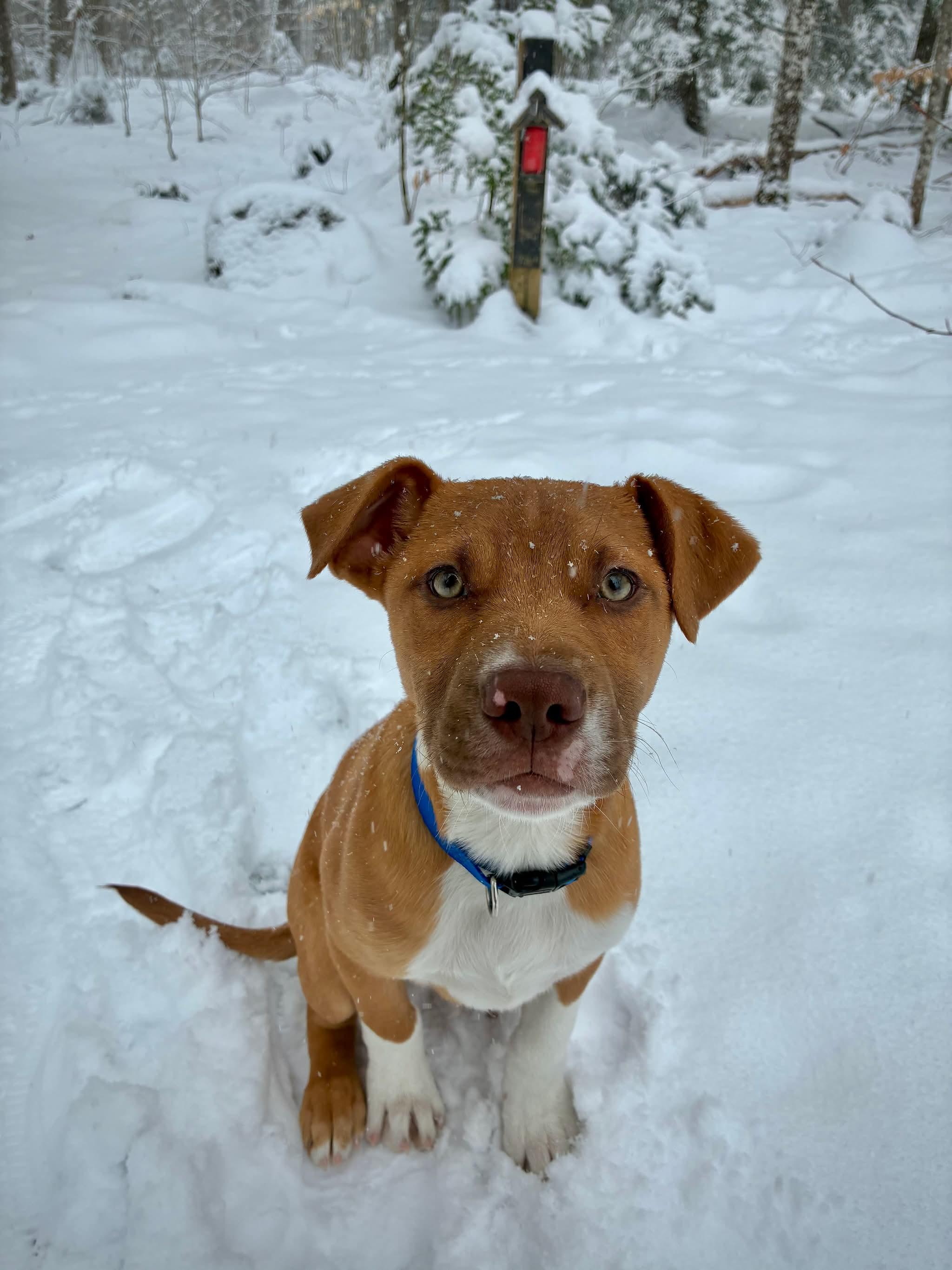 Enlarge Neutron Star, a Adoptable mixed breed in Portland, ME image 5/6