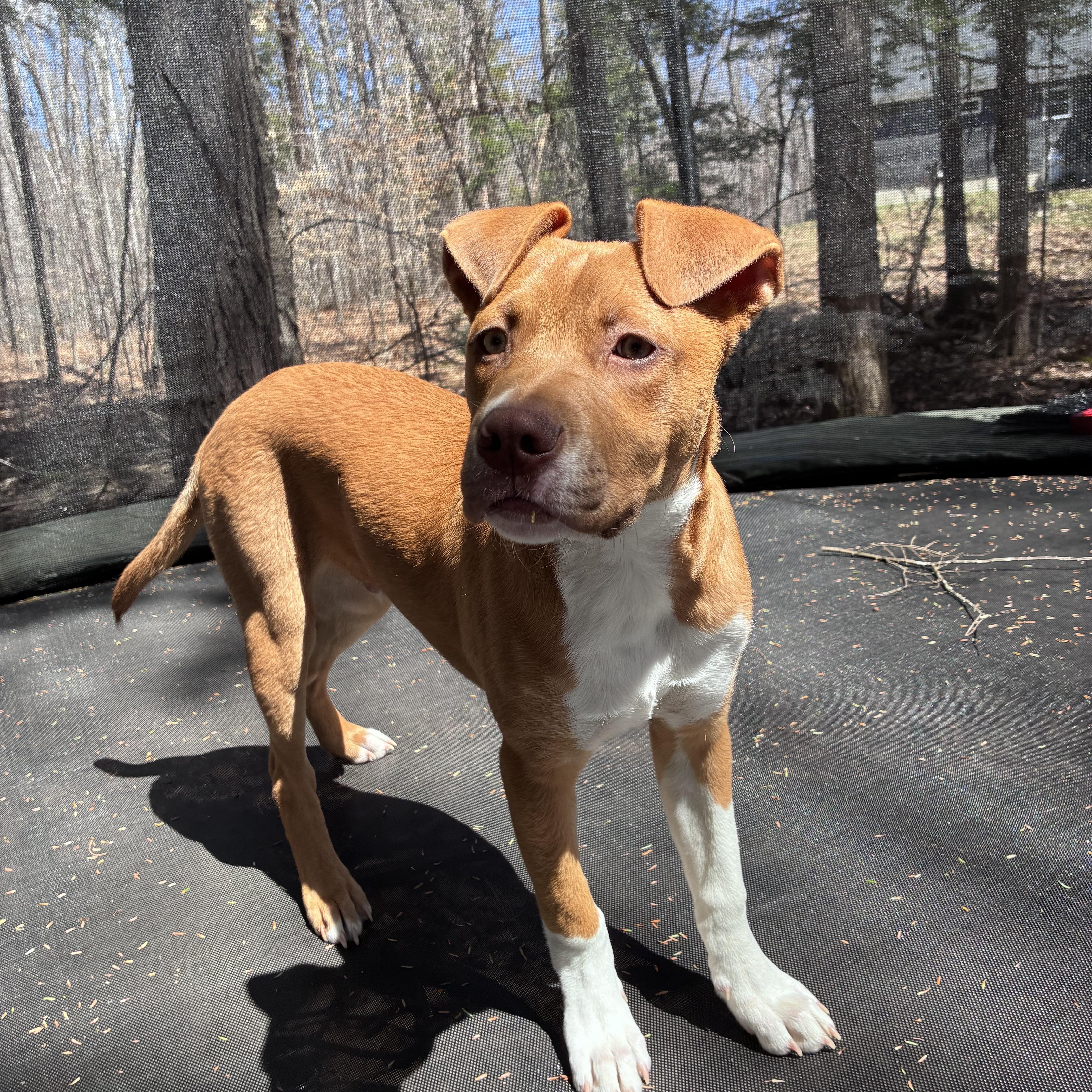 Enlarge Neutron Star, a Adoptable mixed breed in Portland, ME image 3/6